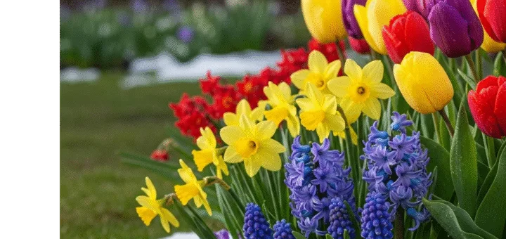 Pavasarinės Gėlės: Nuo Snieguolės Trapumo Iki Tulpės Didenybės