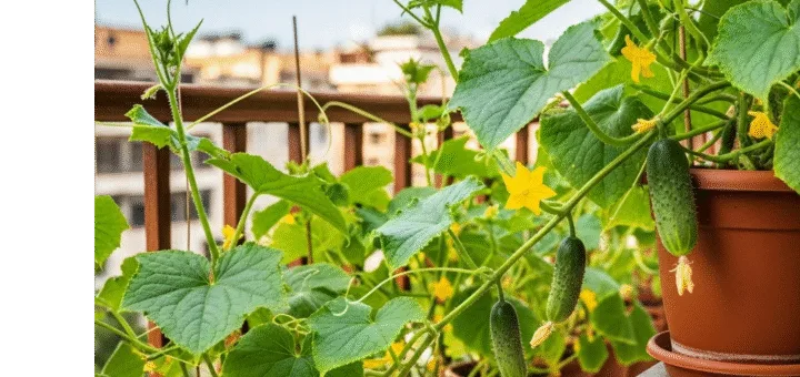 Agurkų auginimas vazonuose: išsamus gidas nuo sėklos iki traškaus derliaus balkone