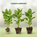 Lazdyno Sodinukai: Išsamus Gidas Nuo Pasirinkimo Iki Gausaus Derliaus Jūsų Sode