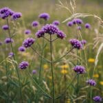 Patagoninė Verbena: Oro Lengvumo Ir Violetinės Magijos Įsikūnijimas Jūsų Sode