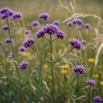 Patagoninė Verbena: Oro Lengvumo Ir Violetinės Magijos Įsikūnijimas Jūsų Sode