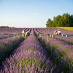 Levandų Auginimas Lietuvoje: Nuo Sėklos Iki Aromatingo Derliaus
