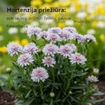 Hortenzijų Priežiūros Paslaptys: Nuo Sodinimo Iki Gausių Žiedų Jūsų Sode