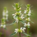 Prieskoniniai Augalai: Nuo Sodo iki Stalo – Atraskite Aromatingą Pasaulį