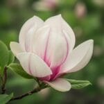 Magnolija 'Susan': Pavasario Karalienė Jūsų Sode – Išsamus Auginimo Gidas