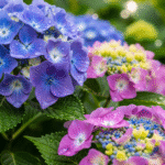 Hortenzijos Internetu: Išsamus Gidas, Kaip Išsirinkti ir Sėkmingai Auginti Svajonių Krūmą