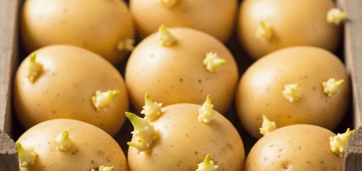 Sėklinės Bulvės: Išsamus Gidas su Populiariausių Veislių Nuotraukomis ir Aprašymais