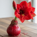 Vaškuoti Amariliai: Viskas, Ką Reikia Žinoti Apie Šią Išskirtinę Gėlę Be Priežiūros
