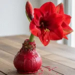 Vaškuoti Amariliai: Viskas, Ką Reikia Žinoti Apie Šią Išskirtinę Gėlę Be Priežiūros