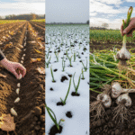 Žieminiai česnakai: Išsamus gidas nuo sodinimo rudenį iki gausaus derliaus vasarą