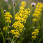 Tikrasis Lipikas (Galium verum): Kukli Pievelės Gėlė, Kuri Kvepia Medumi, Dažo Audinius ir Gamina Sūrį