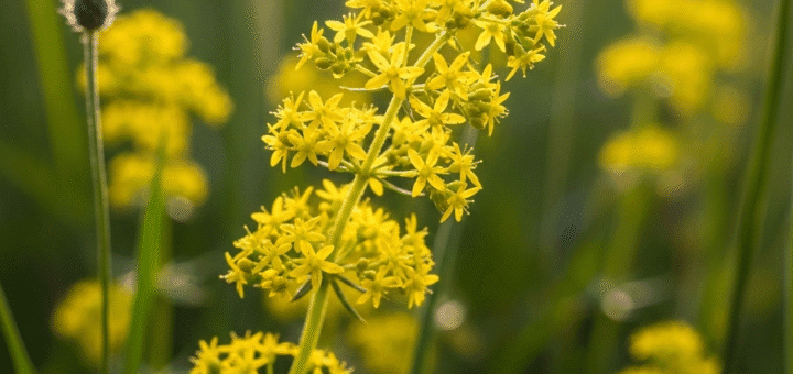 Tikrasis Lipikas (Galium verum): Kukli Pievelės Gėlė, Kuri Kvepia Medumi, Dažo Audinius ir Gamina Sūrį