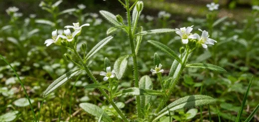 Kibusis Lipikas: Tiesiog Piktžolė ar Nepelnytai Pamiršta Gamtos Dovana?