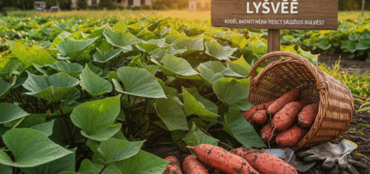 Oranžinė Revoliucija Lysvėje: Kodėl Batatai Nėra Tiesiog Saldžios Bulvės?