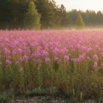 Siauralapis gaurometis: rožinė Lietuvos pamiškių auksagyslė ir pamirštas protėvių eliksyras