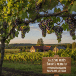 Saldžios Kekės Šiaurės Klimatu: Vynuogių Auginimo Paslaptys Lietuvoje