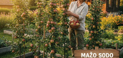 Mažo sodo revoliucija: Ar verta rinktis kolonines obelis ir kaip sulaukti gausaus derliaus