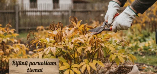 Bijūnų paruošimas žiemai: Kada tiksliai griebtis žirklių ir kaip nepakenkti augalui