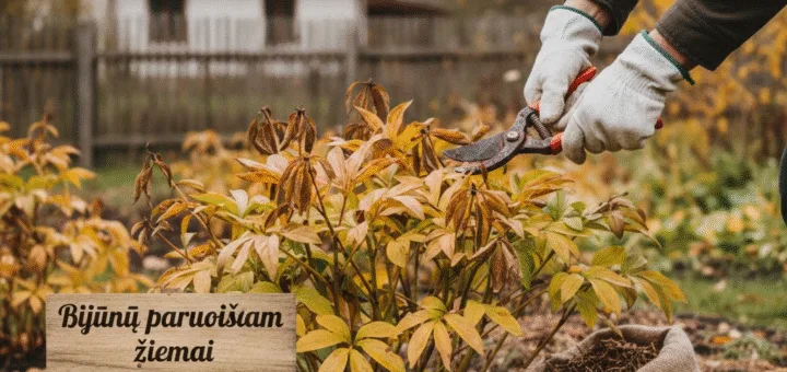 Bijūnų paruošimas žiemai: Kada tiksliai griebtis žirklių ir kaip nepakenkti augalui
