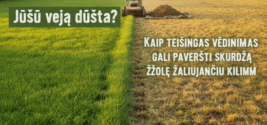 Jūsų veja dūsta? Kaip teisingas vėdinimas gali paversti skurdžią žolę žaliuojančiu kilimu