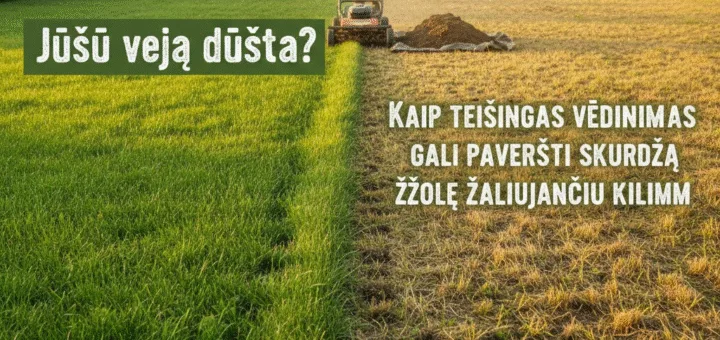 Jūsų veja dūsta? Kaip teisingas vėdinimas gali paversti skurdžią žolę žaliuojančiu kilimu