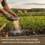 Natūralus auksas jūsų lysvėje: kaip teisingai naudoti pelenus rekordiniam česnakų derliui