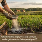 Natūralus auksas jūsų lysvėje: kaip teisingai naudoti pelenus rekordiniam česnakų derliui