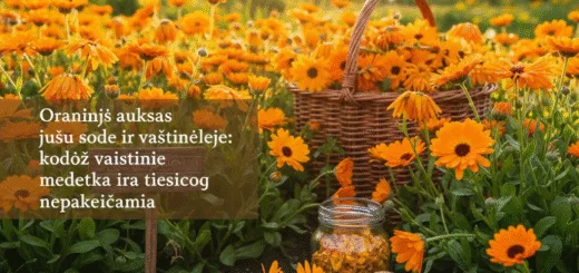 Oranžinis auksas jūsų sode ir vaistinėlėje: kodėl vaistinė medetka yra tiesiog nepakeičiama