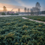 Šliaužiantys kadagiai: žalias ir nereiklus kilimas, pakeičiantis veją