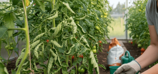 Pomidorų lapai sukasi: Ką jūsų augalai bando pasakyti ir kaip jiems padėti
