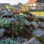 Šilropės: Nesenstanti Klasika Alpinariumams ir Kūrybingam Sodininkui