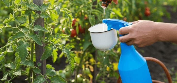 Pomidorų gelbėjimas liaudiškai: Pienas ir jodas prieš marą