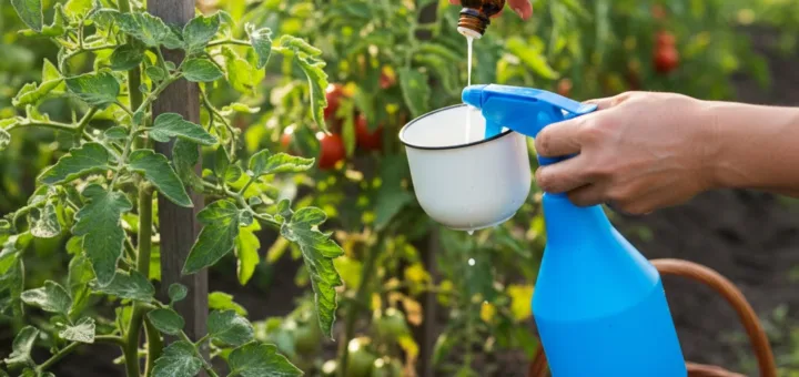 Pomidorų gelbėjimas liaudiškai: Pienas ir jodas prieš marą