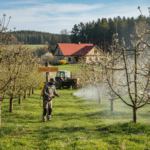 Pavasarinis vaismedžių purškimas: strategija sveikam sodui ir gausiam derliui