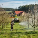 Pavasarinis vaismedžių purškimas: strategija sveikam sodui ir gausiam derliui