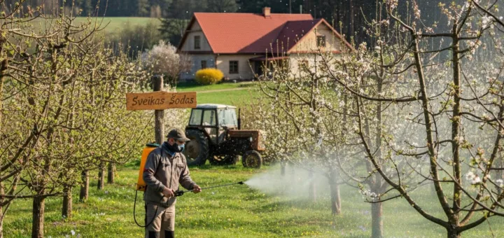 Pavasarinis vaismedžių purškimas: strategija sveikam sodui ir gausiam derliui