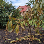 Rododendro ligos: Kodėl gelsta, ruduoja ir vysta jūsų krūmai?