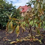 Rododendro ligos: Kodėl gelsta, ruduoja ir vysta jūsų krūmai?