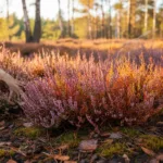 Šilinis viržis: Rudens spalvų magija ir auginimo paslaptys