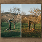 Vaismedžių genėjimas pavasarį ir rudenį: esminiai žingsniai gausiam derliui