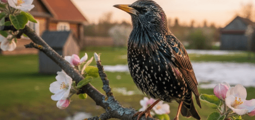 Kiekvieną pavasarį, kai tik sniegas pradeda trauktis ir saulė vis drąsiau šildo žemę, mūsų ausis pasiekia pažįstamas švilpimas. Tai – špokai. Nors ornitologai ir gamtininkai griežtai taysonų, kad taisyklingas šio paukščio pavadinimas yra varnėnas, liaudyje prigijęs „špokas“ yra toks savas, toks artimas ir, rodos, geriau atspindintis šio paukščio charakterį. Špokai nėra tiesiog paukščiai. Tai asmenybės. Tai sodo chuliganai ir tuo pačiu – nepakeičiami pagalbininkai. Jų sugrįžimas žymi tikrąją pavasario pradžią, o jų būriai rudenį priverčia pakelti akis į dangų. Tačiau ar tikrai viską žinome apie šiuos sparnuotus kaimynus?