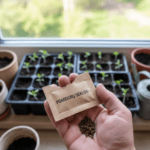 Kiekvieną pavasarį sodininkų širdys pradeda plakti smarkiau. Ant palangių atsiranda vietos daigykloms, o mintyse jau rausta sultingi, saulės sunokinti vaisiai. Tačiau visa ši magija prasideda nuo mažo, atrodytų, nereikšmingo elemento – pomidorų sėklos. Būtent šiame mažame grūdelyje užkoduota sėkmė arba nusivylimas, skonis, spalva ir augalo atsparumas. Nors atrodo, kad nusipirkti sėklų ir jas įterpti į žemę yra paprasta, patyrę daržininkai žino: čia slypi daugybė niuansų, kurie skiria mėgėją nuo tikro meistro.