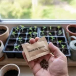 Kiekvieną pavasarį sodininkų širdys pradeda plakti smarkiau. Ant palangių atsiranda vietos daigykloms, o mintyse jau rausta sultingi, saulės sunokinti vaisiai. Tačiau visa ši magija prasideda nuo mažo, atrodytų, nereikšmingo elemento – pomidorų sėklos. Būtent šiame mažame grūdelyje užkoduota sėkmė arba nusivylimas, skonis, spalva ir augalo atsparumas. Nors atrodo, kad nusipirkti sėklų ir jas įterpti į žemę yra paprasta, patyrę daržininkai žino: čia slypi daugybė niuansų, kurie skiria mėgėją nuo tikro meistro.