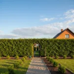 Brabant tujos: Kaip sukurti nepermatomą sieną per rekordiškai trumpą laiką