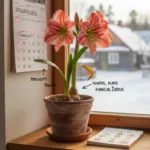 Amarilio žydėjimo kalendorius: klaidos, kurios kainuoja žiedus