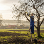 Obelų genėjimas: Tikslūs žingsniai link gausaus derliaus