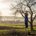 Obelų genėjimas: Tikslūs žingsniai link gausaus derliaus