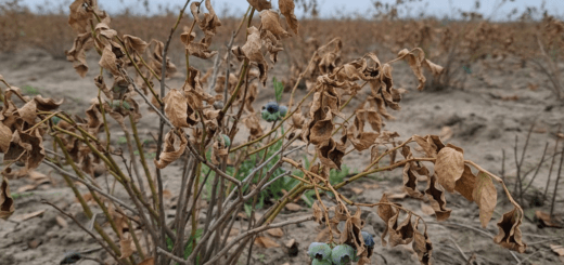 Šilauogių ligos: Ką daryti, kai krūmai pradeda džiūti ir ruduoti?