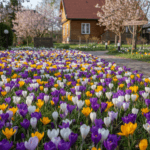 Krokų svogūnėliai: Kaip sukurti spalvų jūrą savo kieme