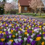 Krokų svogūnėliai: Kaip sukurti spalvų jūrą savo kieme
